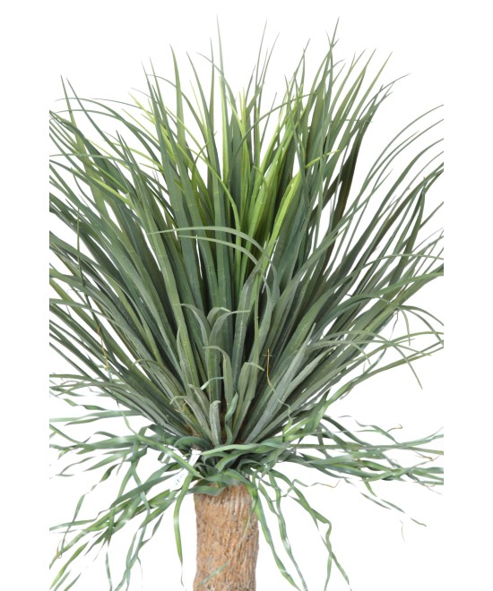 Kunstlik BEAUCARNEA RECURVATA