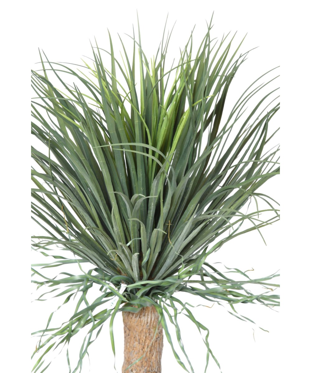 Kunstlik BEAUCARNEA RECURVATA