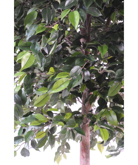 Kunstficus Natasja puu