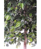 Kunstficus Natasja puu