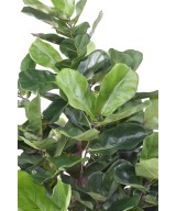 Artificial LYRATA ROYAL