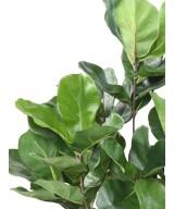 Artificial LYRATA ROYAL BUSH