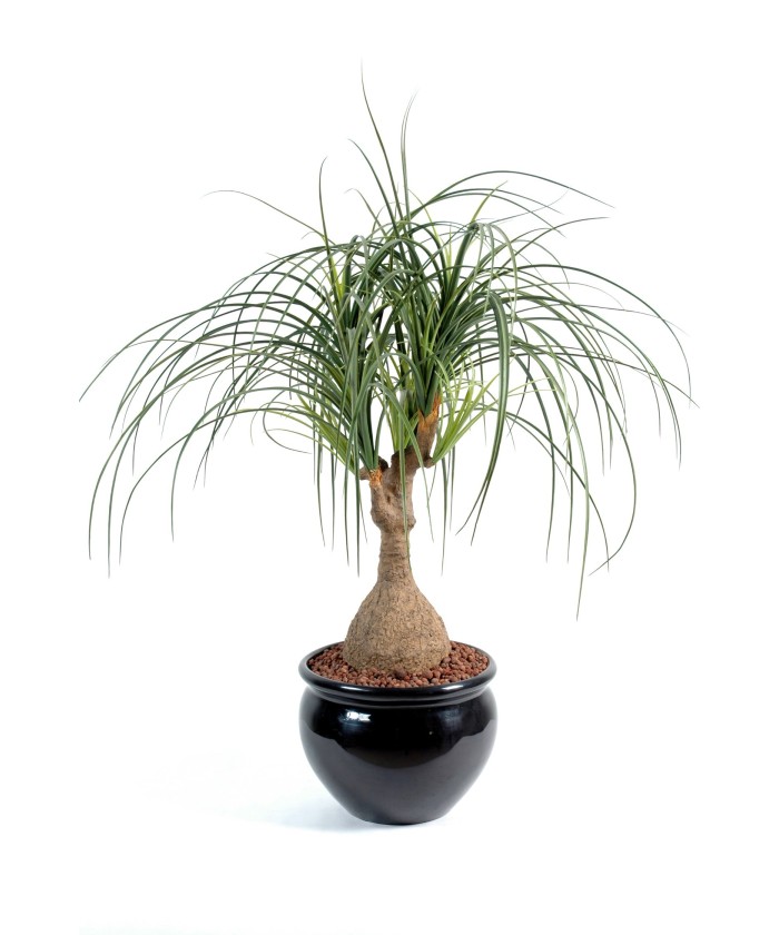 Kunst-beaucarnea