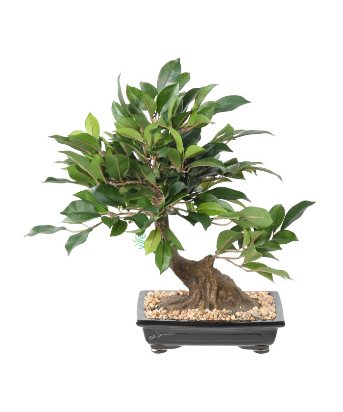 Kunstlik bonsai fikuss kausis