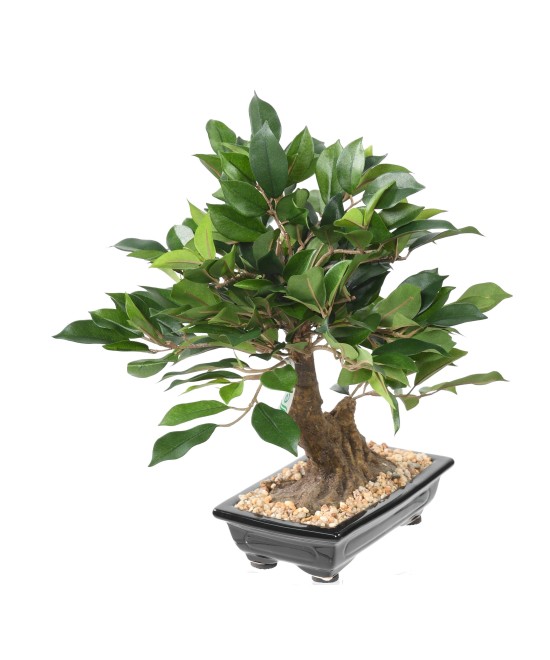 Kunstlik bonsai fikuss kausis
