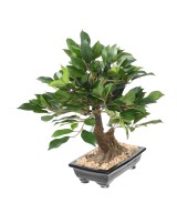 Artificial BONSAI FICUS IN BOWL