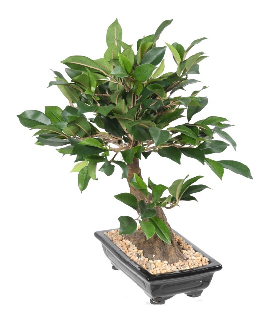 Artificial BONSAI FICUS IN BOWL