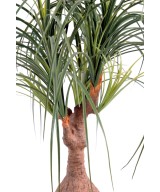 Kunst-beaucarnea