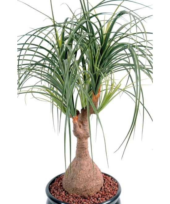 Kunst-beaucarnea