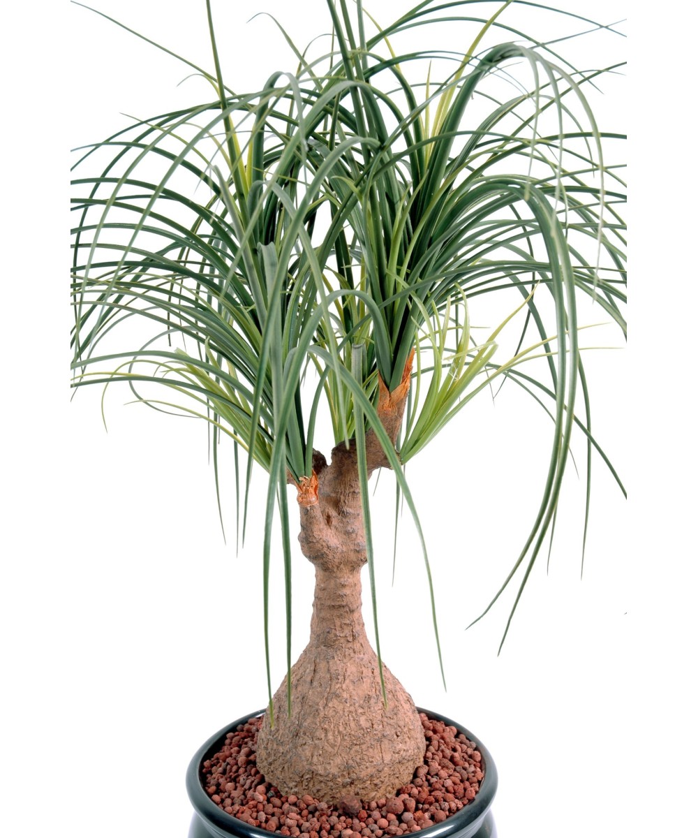 Kunst-beaucarnea