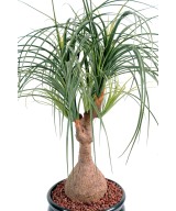 Kunst-beaucarnea