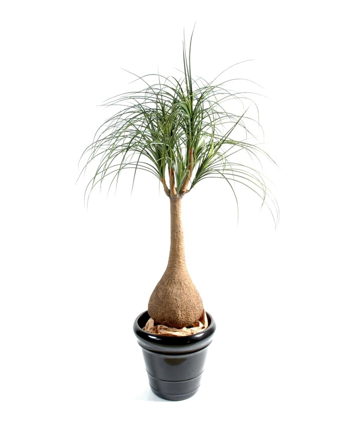 Kunst-beaucarnea