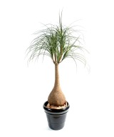 Kunst-beaucarnea