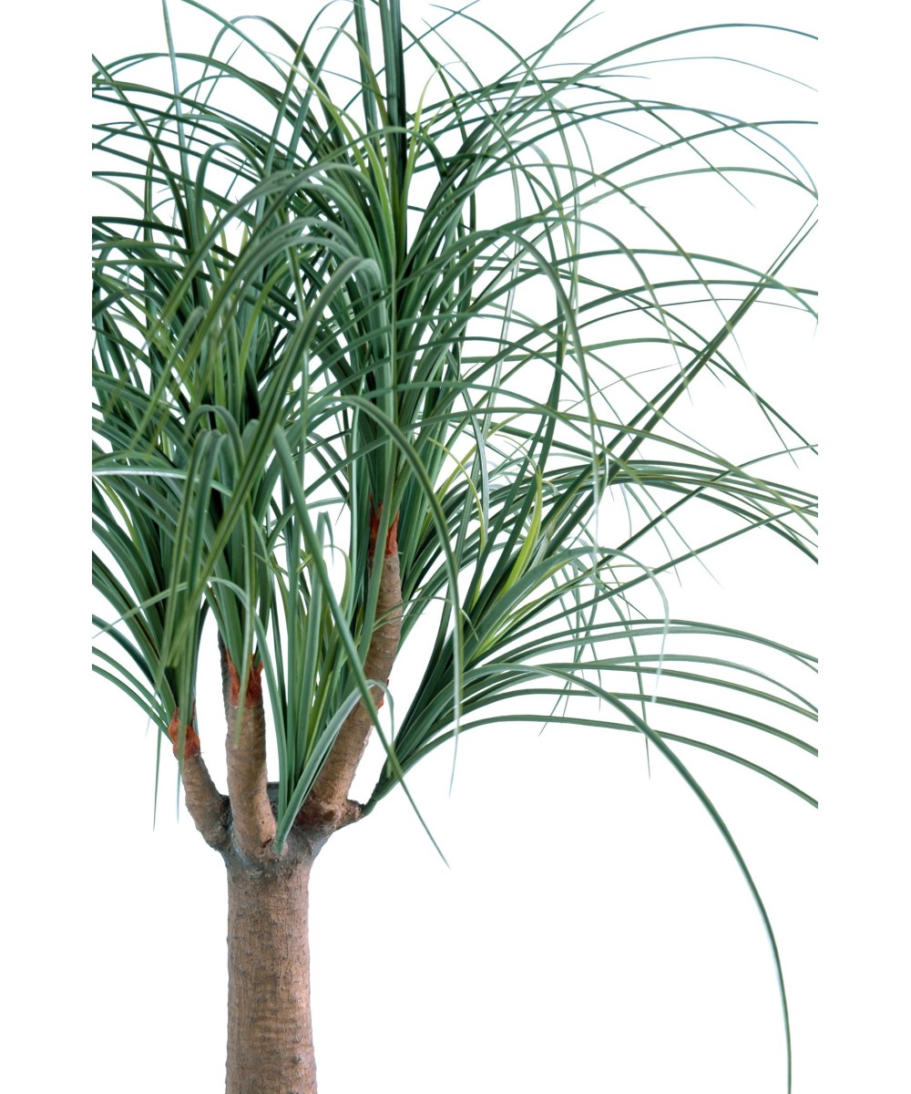 Kunst-beaucarnea