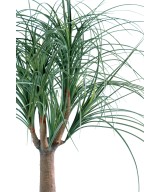 Kunst-beaucarnea