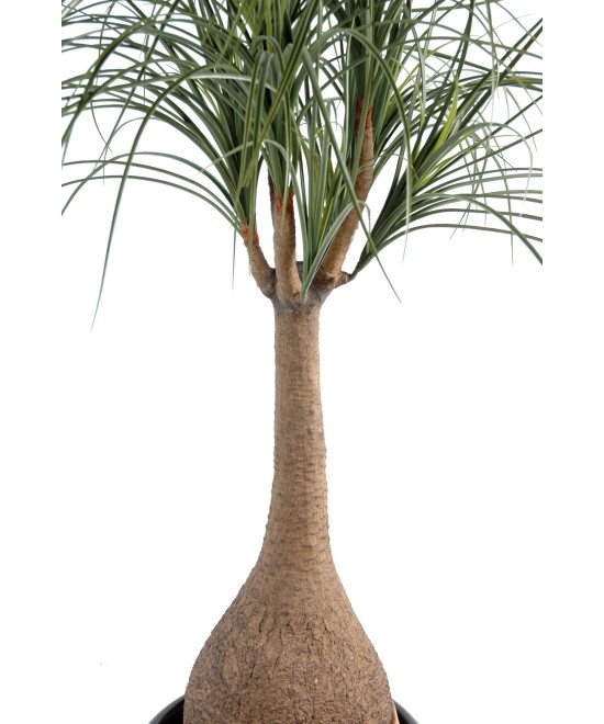 Kunst-beaucarnea