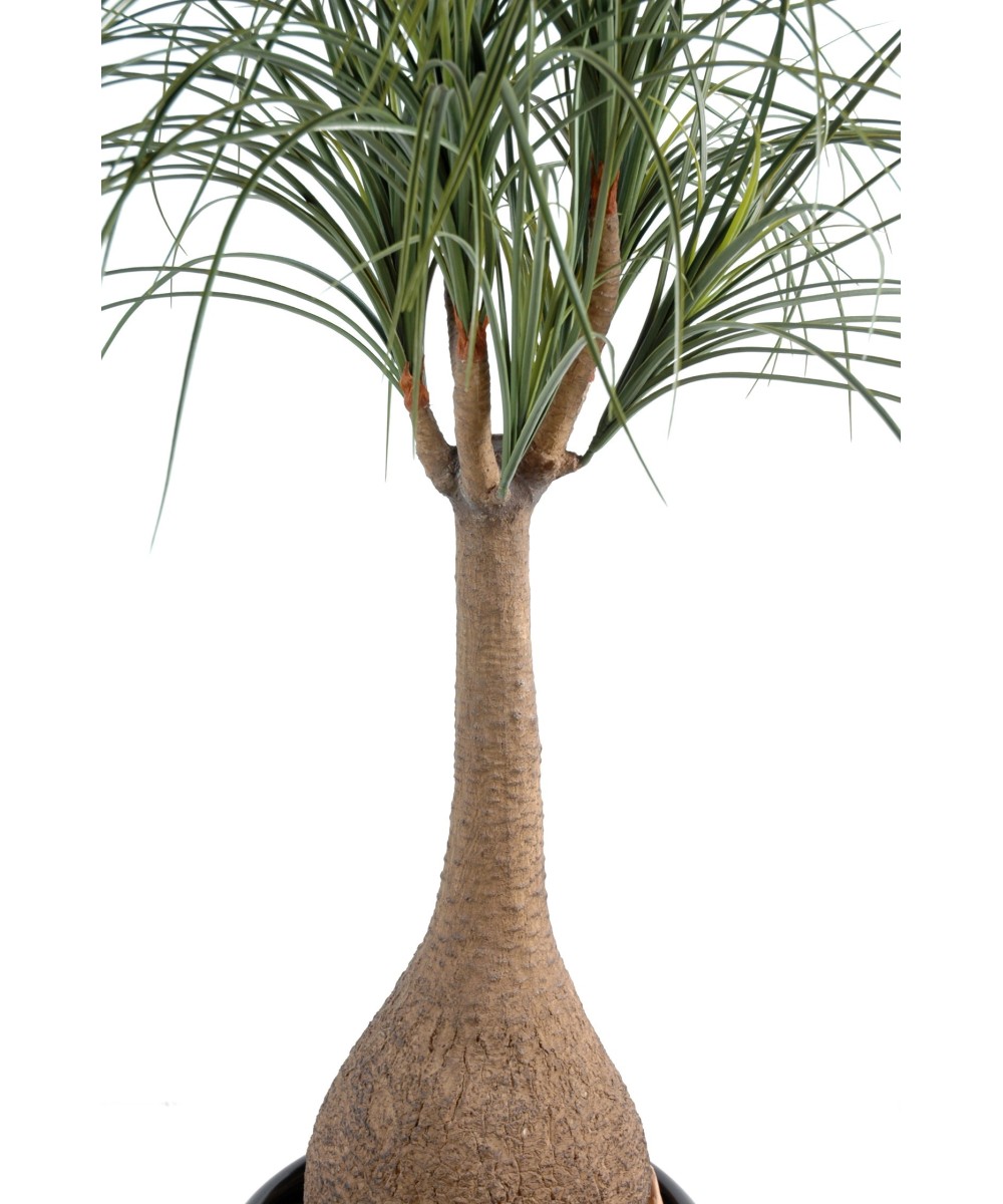 Kunst-beaucarnea