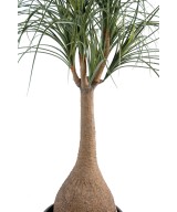 Kunst-beaucarnea
