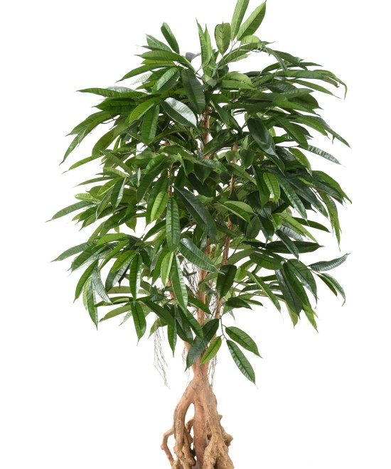 Artificial FICUS ROOT LONGIFOLIA