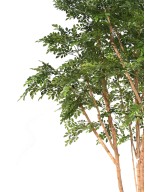 Artificial BUCIDA TREE 330 LUXURY