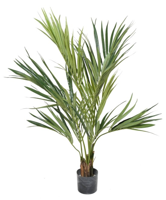 Kunstkentia palm