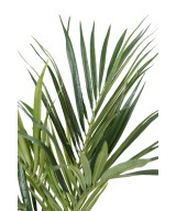 Kunstkentia palm