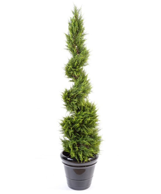 Artificial Cypress Juniperus (juniperus vj) JUNIPERUS FINE SPIRAL