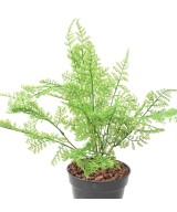 Artificial FERN BUSH S