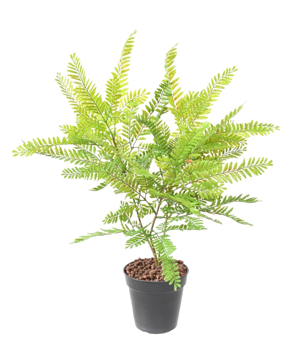 Artificial CASSIA BUSH L