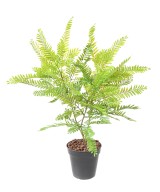 Artificial CASSIA BUSH L