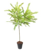 Artificial CASSIA BUSH L
