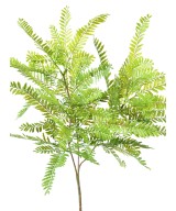 Artificial CASSIA BUSH L