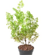 Artificial BUXUS BUSH