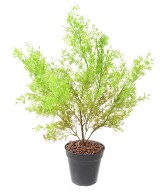 Artificial ASPARAGUS BUSH