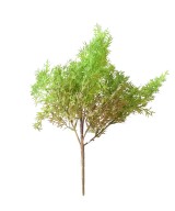 Artificial ASPARAGUS BUSH