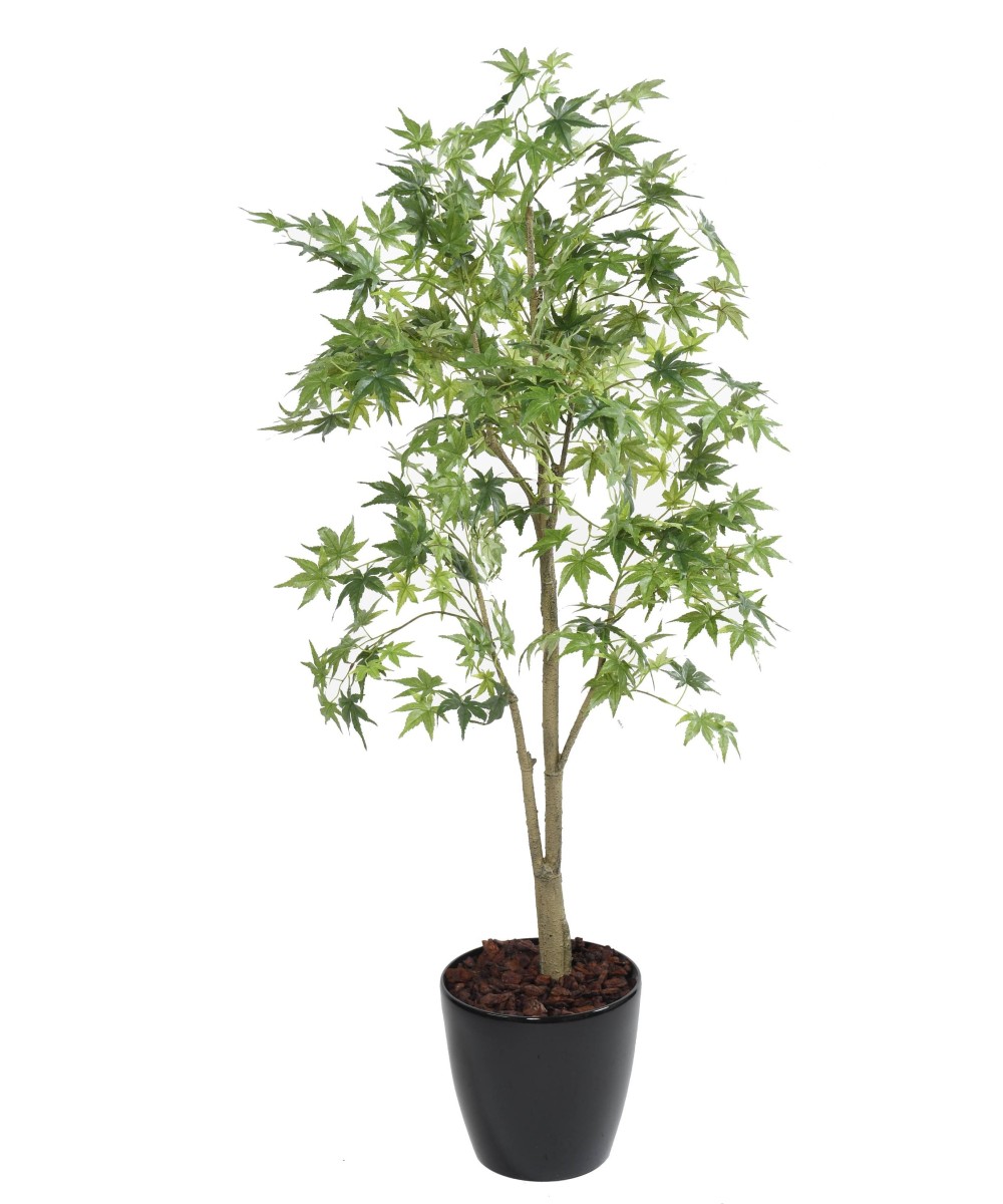 Artificial Aralia in Round Pot