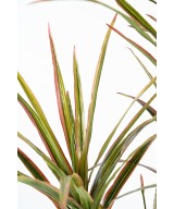 Artificial DRACAENA