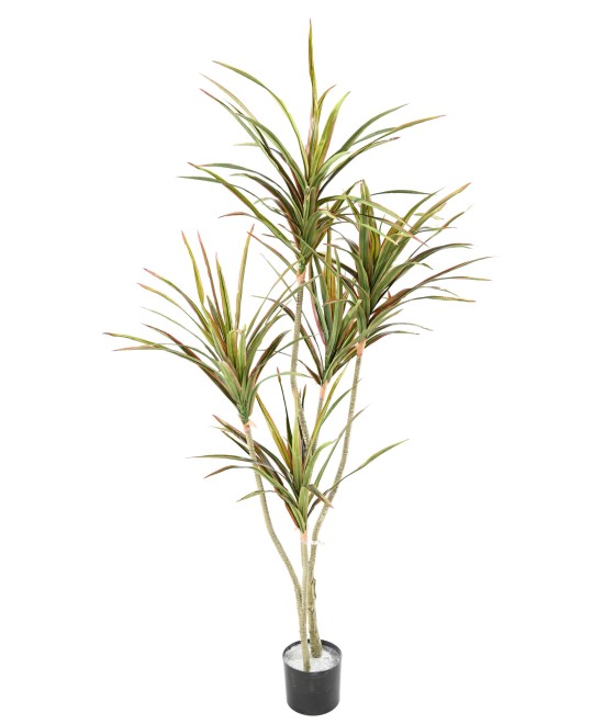 Kunstlik DRACEAENA