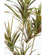 Kunstlik DRACEAENA