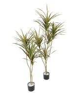 Kunstlik DRACEAENA