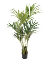 Kunstkentia ECO