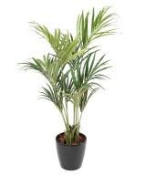 Kunstkentia ECO