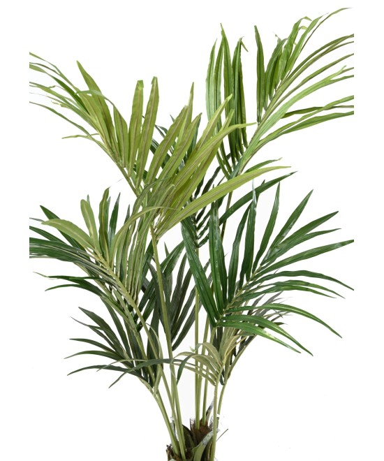 Kunstkentia ECO