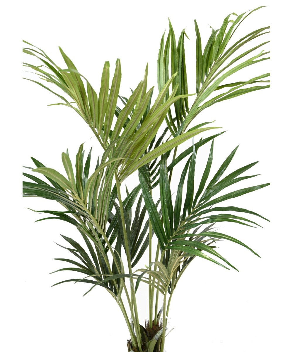 Kunstkentia ECO