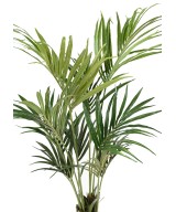 Kunstkentia ECO