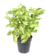 Kunstlik SYNGONIUM *9