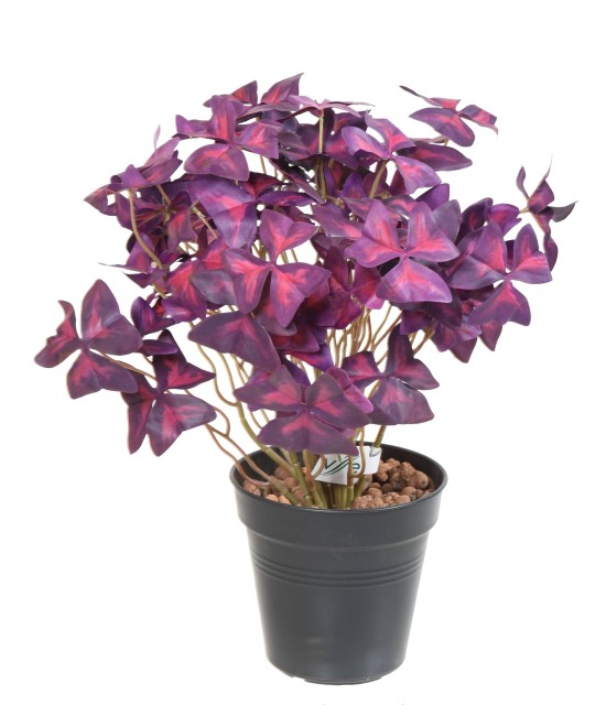 Kunstlik OXALIS (ripslill)