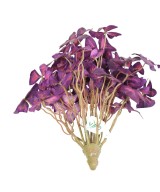 Kunstlik OXALIS (ripslill)