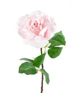 Artificial ROSE 66