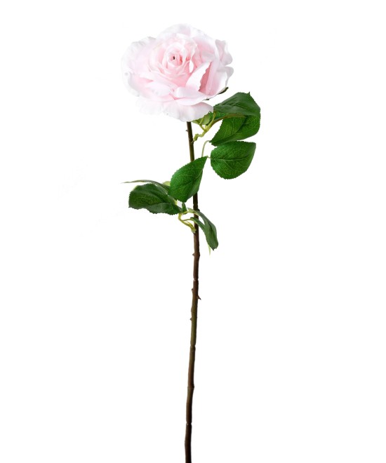 Artificial ROSE 66
